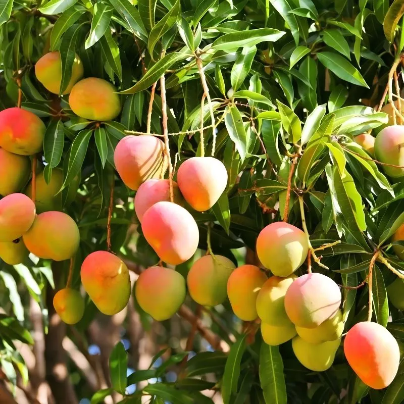 cây xoài Alphonso - Image 2