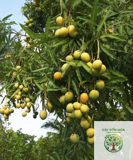 cây xoài Alphonso - Image 4