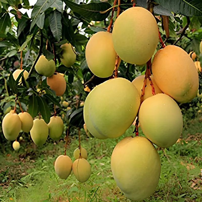 cây xoài Alphonso - Image 5