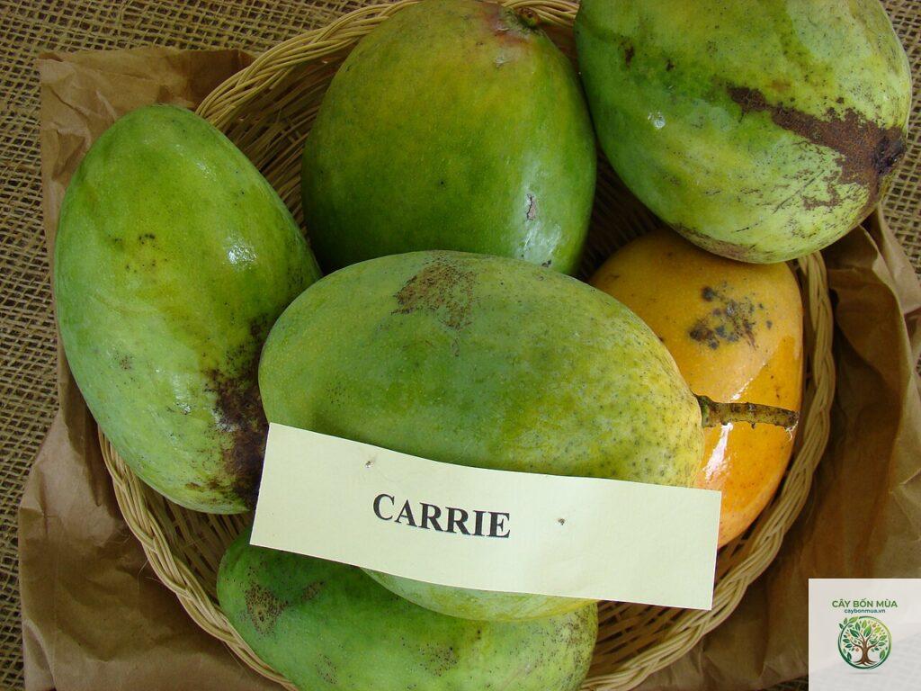 cây xoài Carrie
