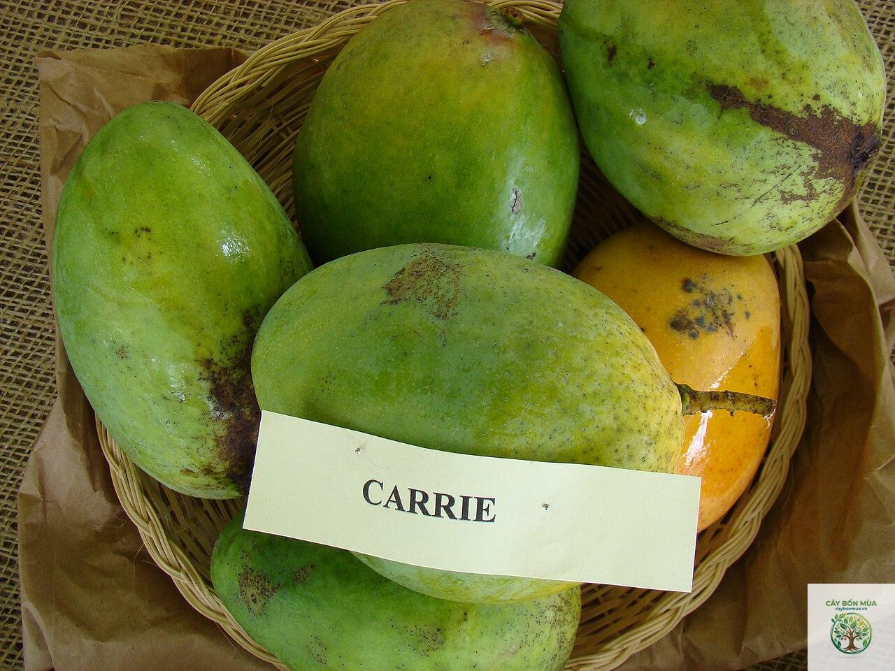 cây xoài Carrie - Image 1