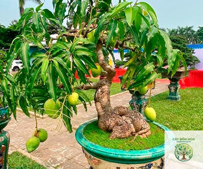 cây xoài Chok Anan - Image 3