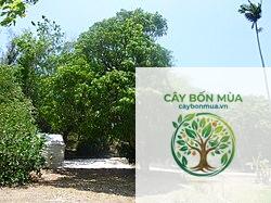cây xoài Cogshall