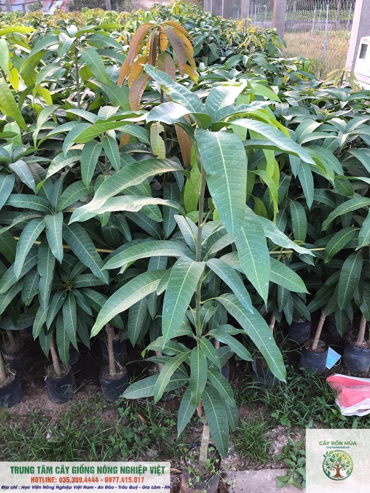cây xoài Đài Loan - Image 2