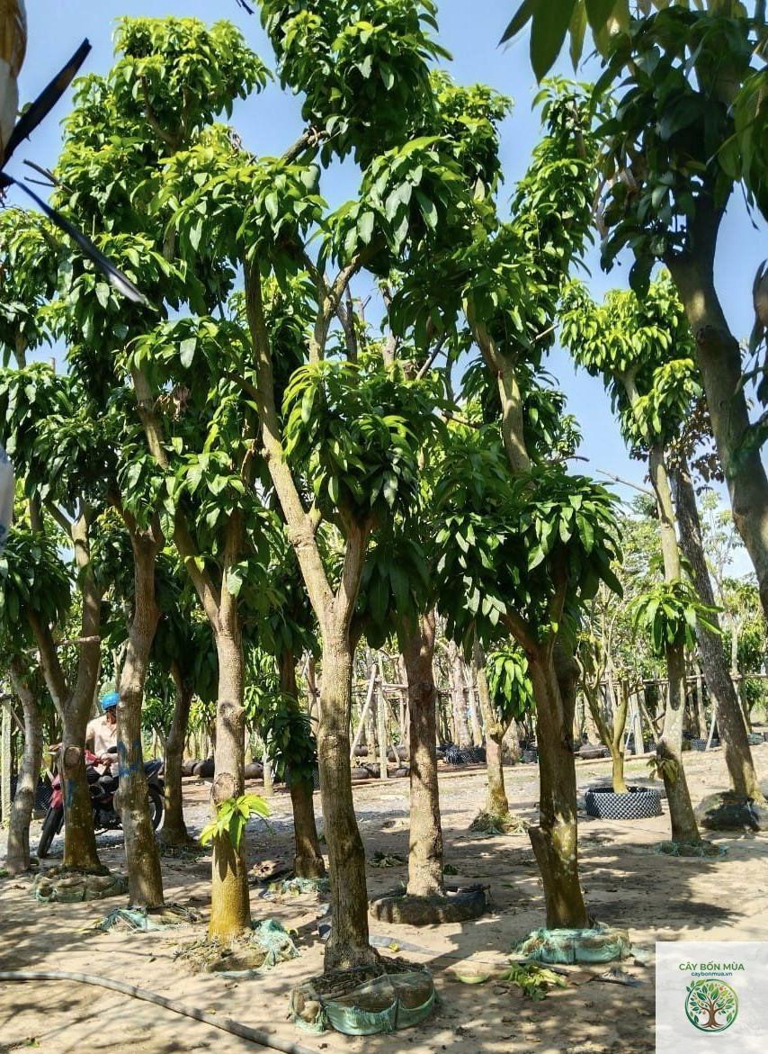 cây xoài Đài Loan - Image 4