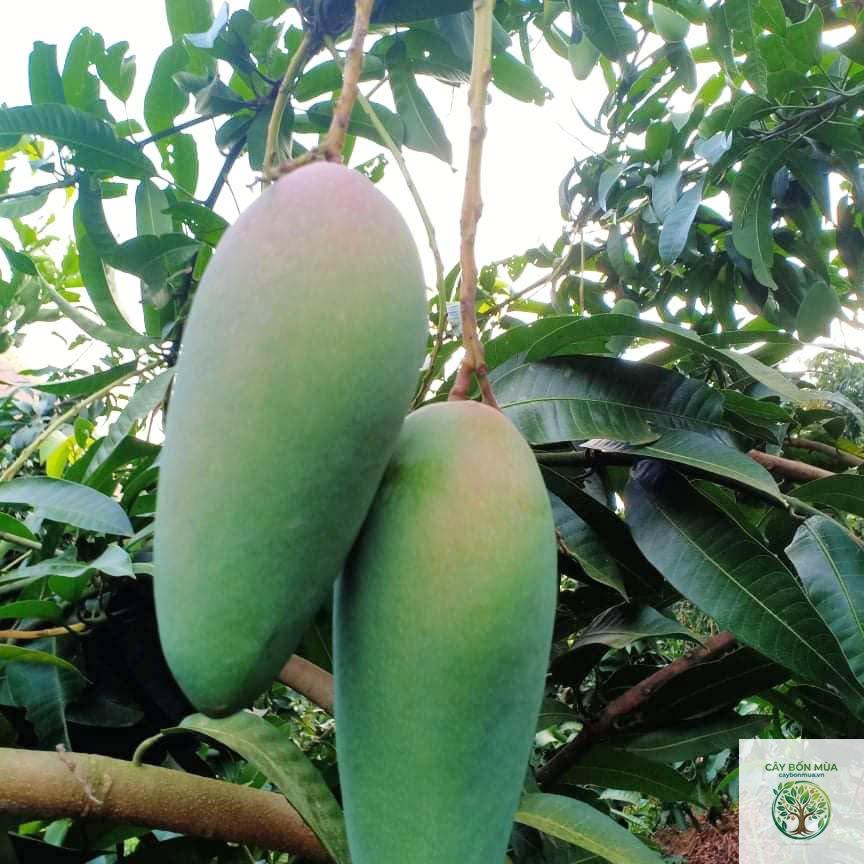 cây xoài Đài Loan