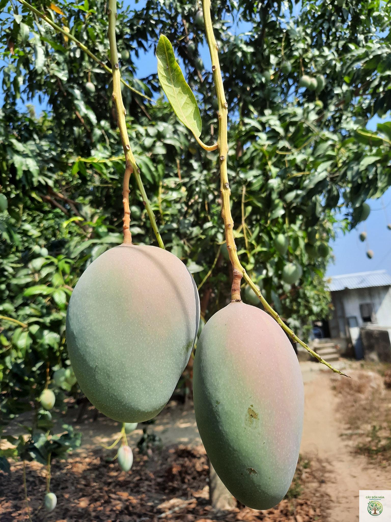 cây xoài Keitt - Image 3