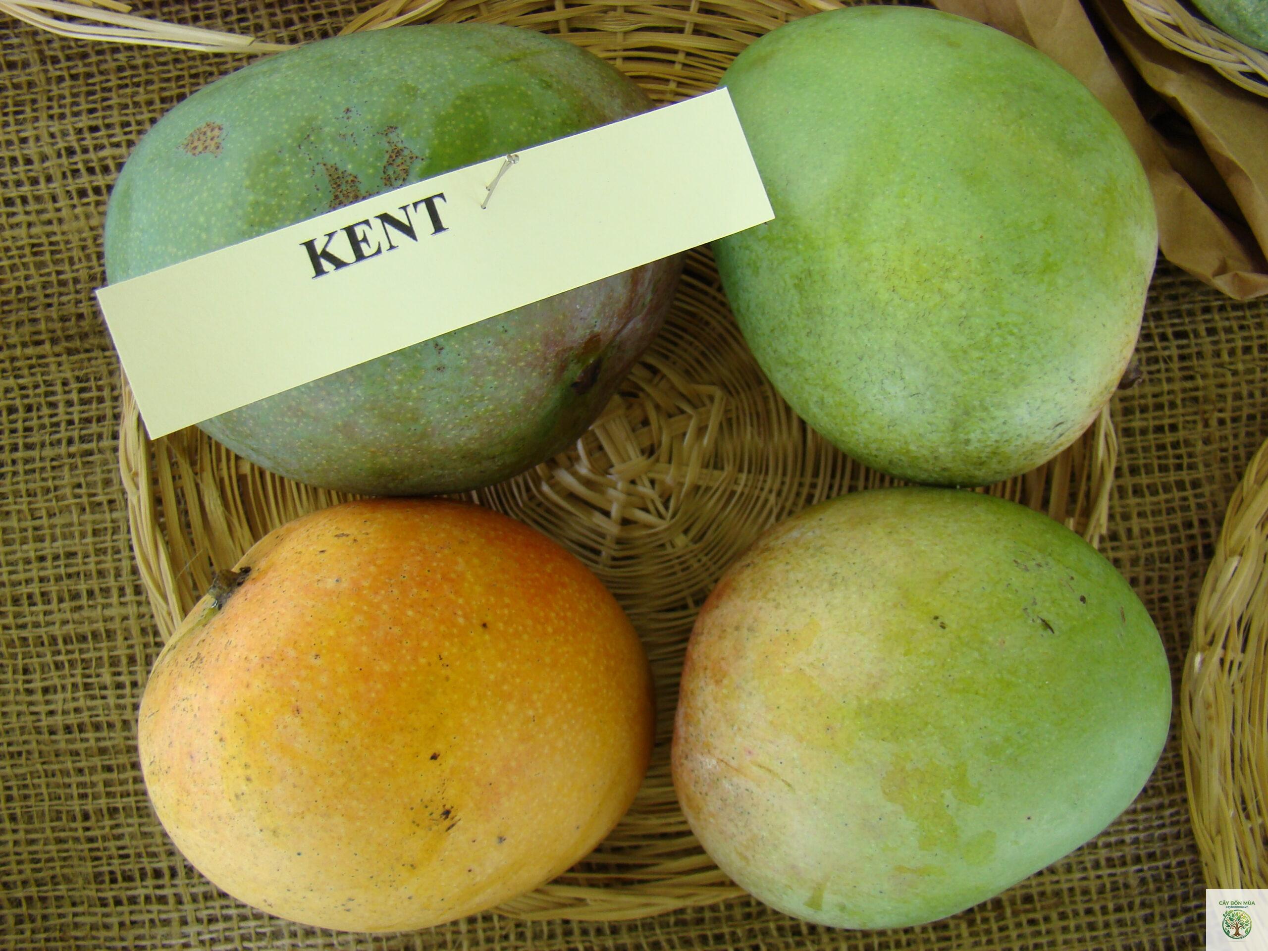 cây xoài Kent - Image 2