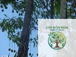 cây xoài Kent