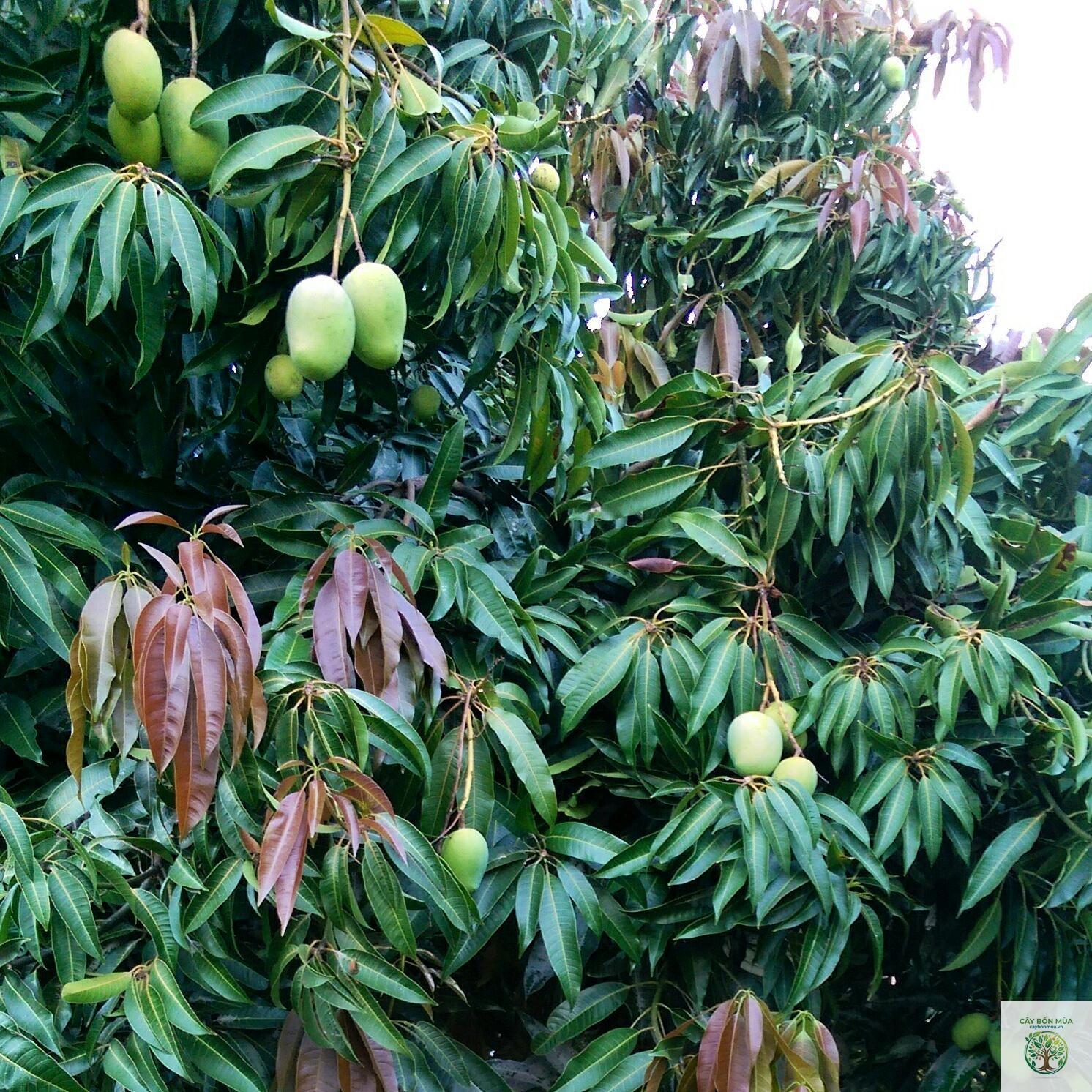 cây xoài Lemon Zest - Image 2