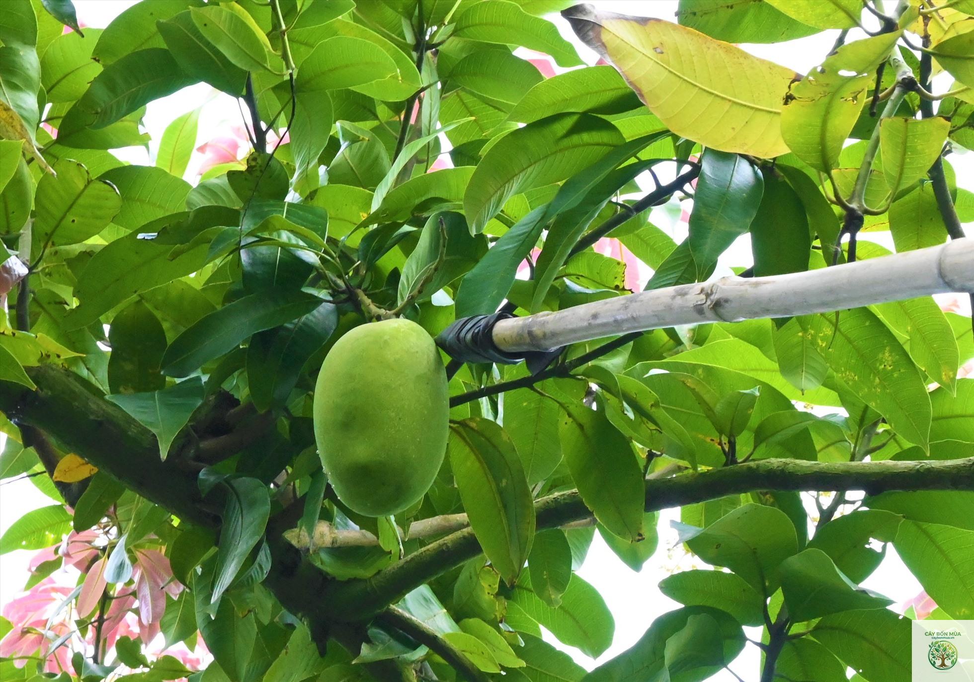 cây xoài Lemon Zest - Image 3
