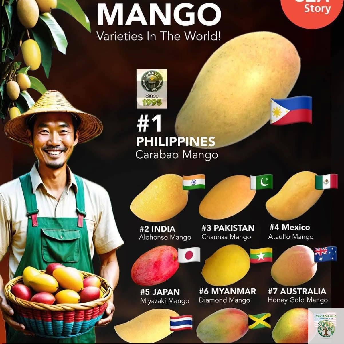 cây xoài Manila - Image 2