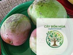cây xoài Osteen - Image 2