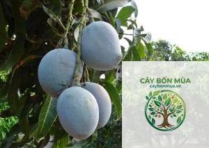 cây xoài Osteen - Image 4