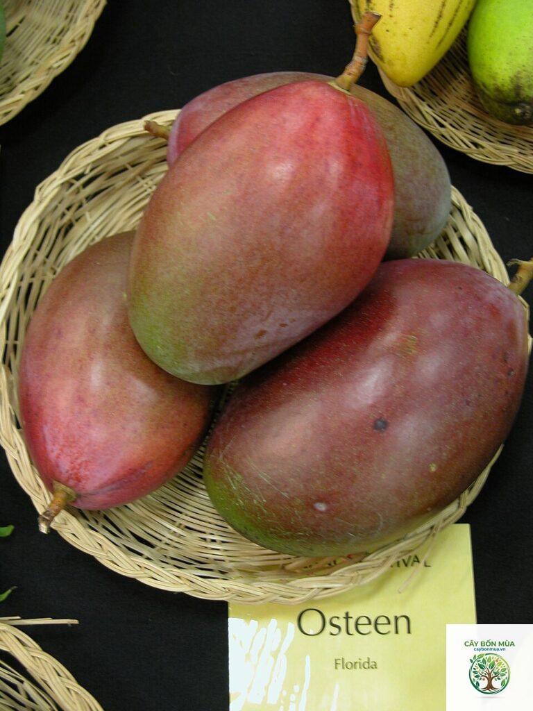 cây xoài Osteen