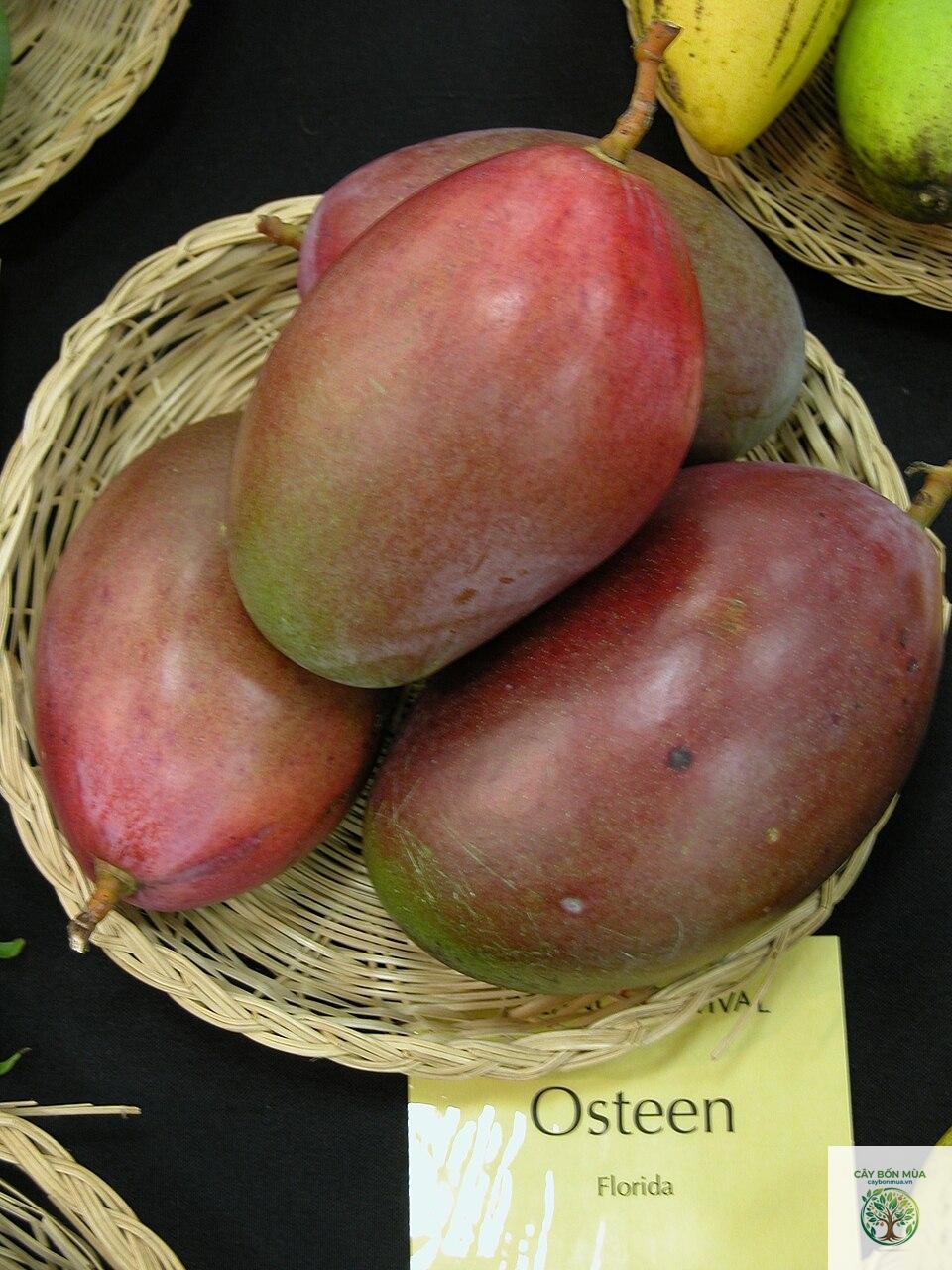 cây xoài Osteen - Image 1