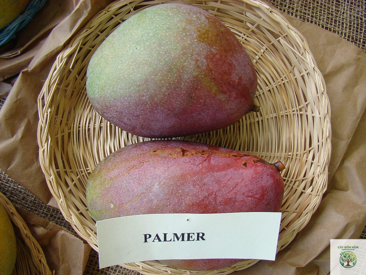 cây xoài Palmer - Image 2
