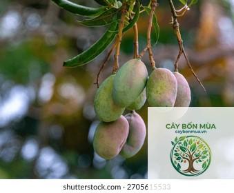 cây xoài Palmer - Image 3