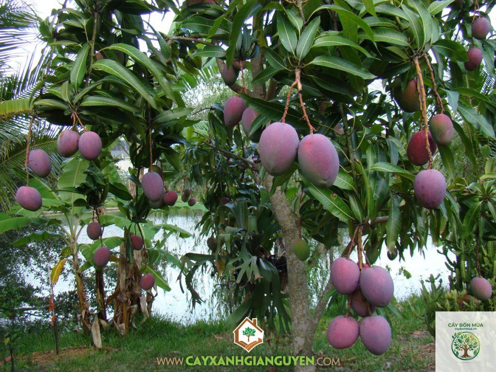 cây xoài Úc