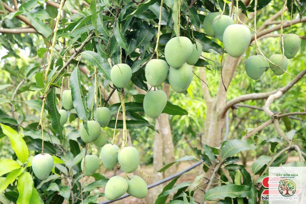 cây xoài Yên Châu