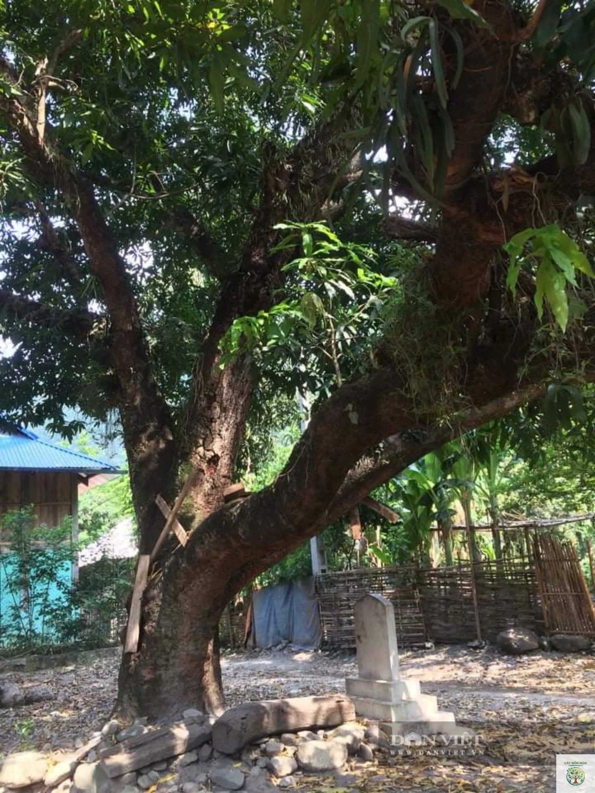 cây xoài Yên Châu - Image 2