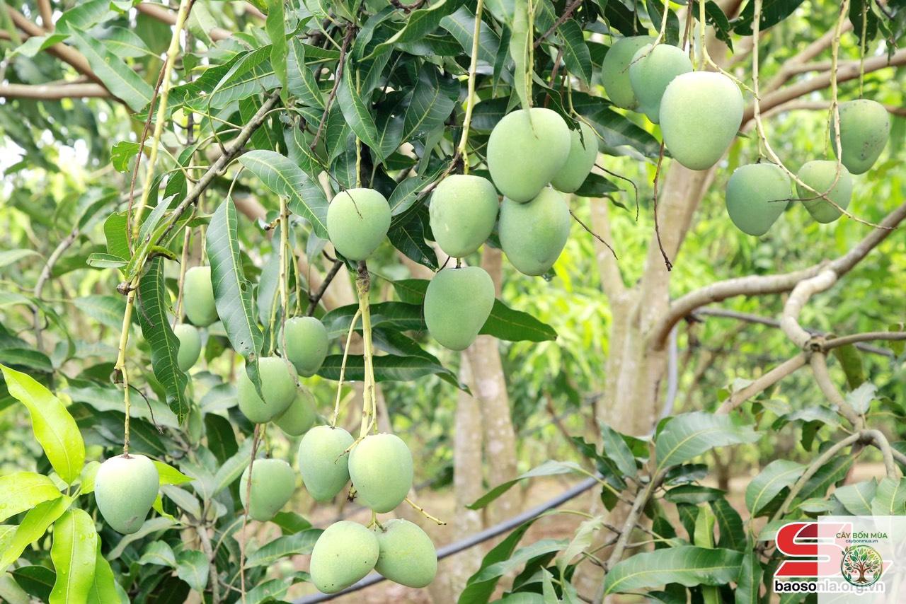 cây xoài Yên Châu - Image 1