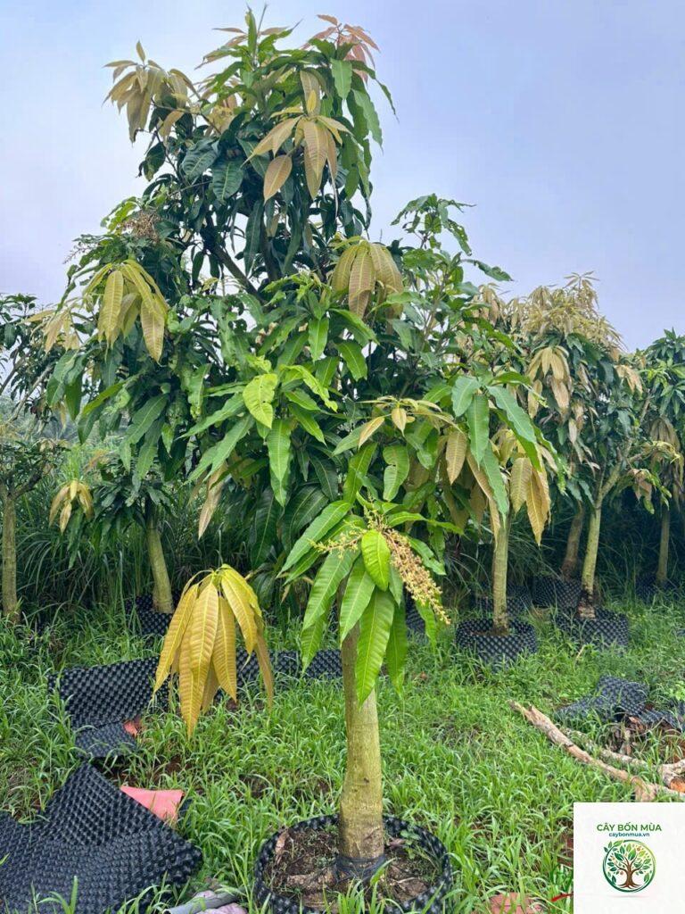 cây xoài cát