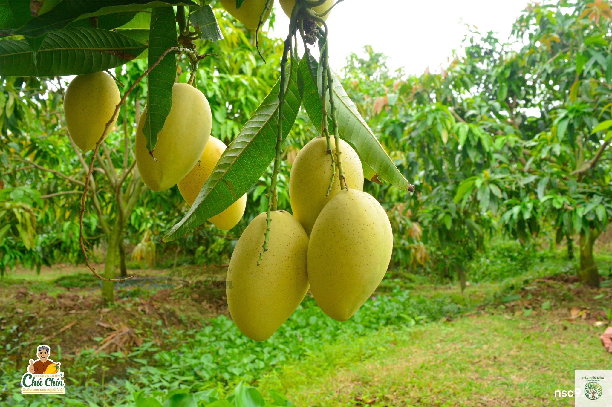 cây xoài cát Chu - Image 3