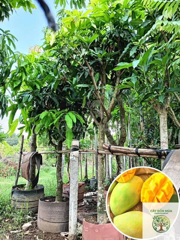 cây xoài cát Hòa Lộc - Image 3