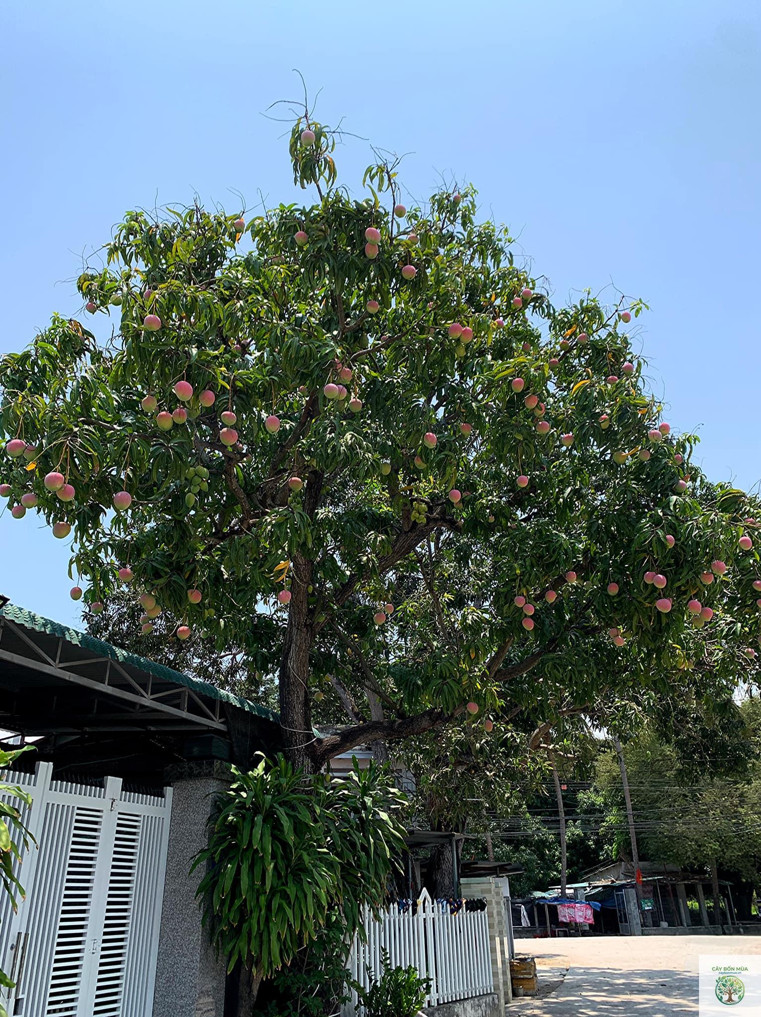 cây xoài đỏ - Image 4