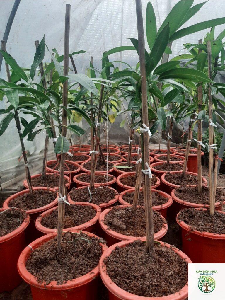 cây xoài đỏ