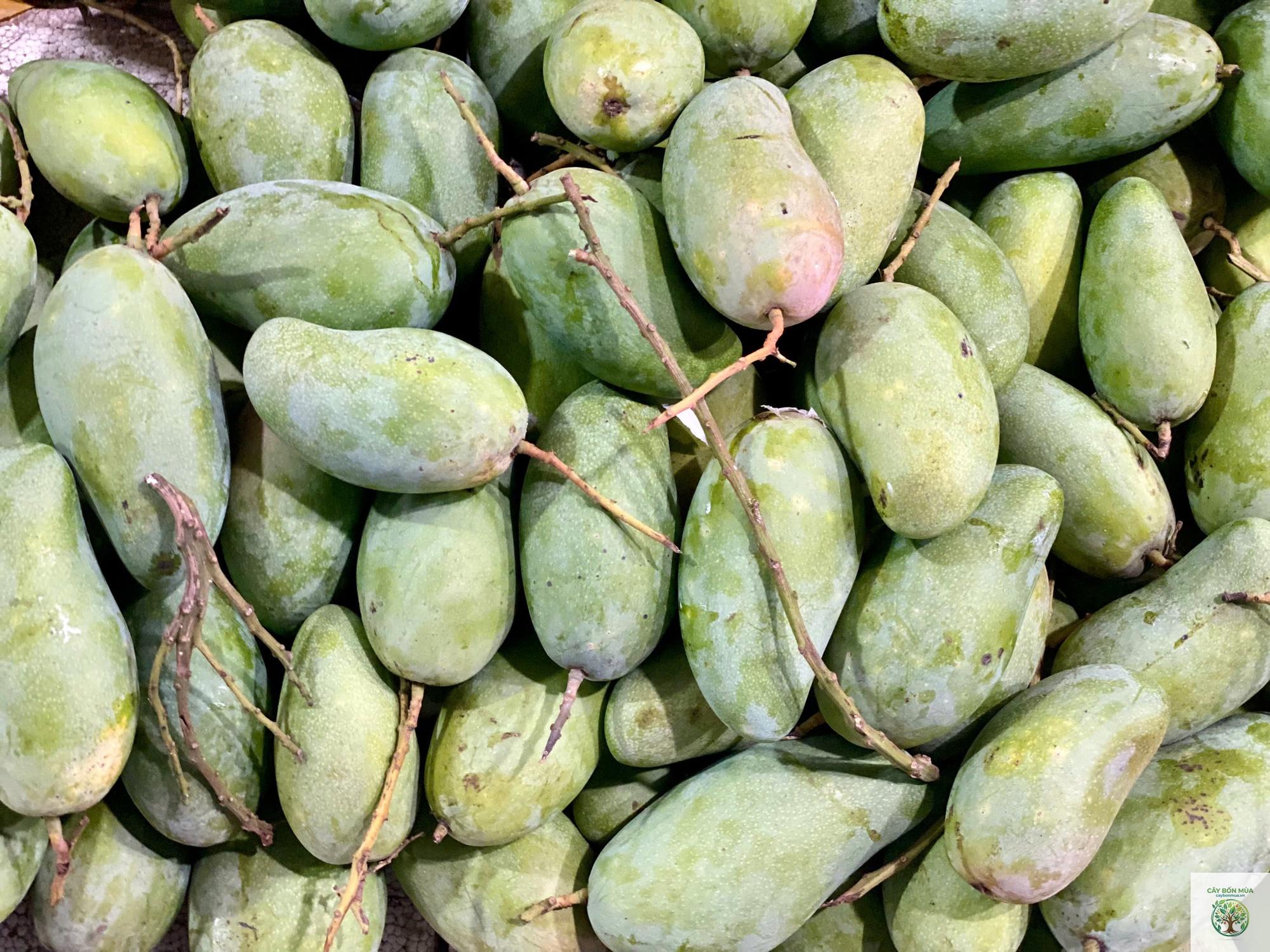 cây xoài hạt lép - Image 2