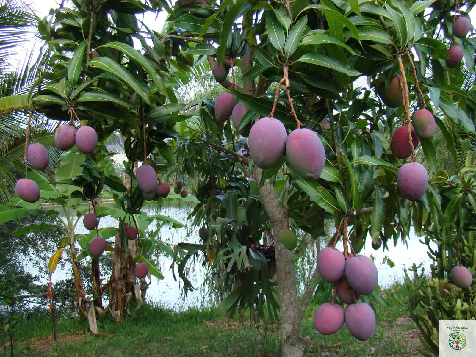 cây xoài hồng - Image 3