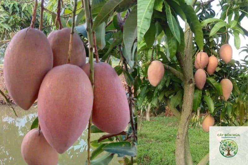 cây xoài hồng