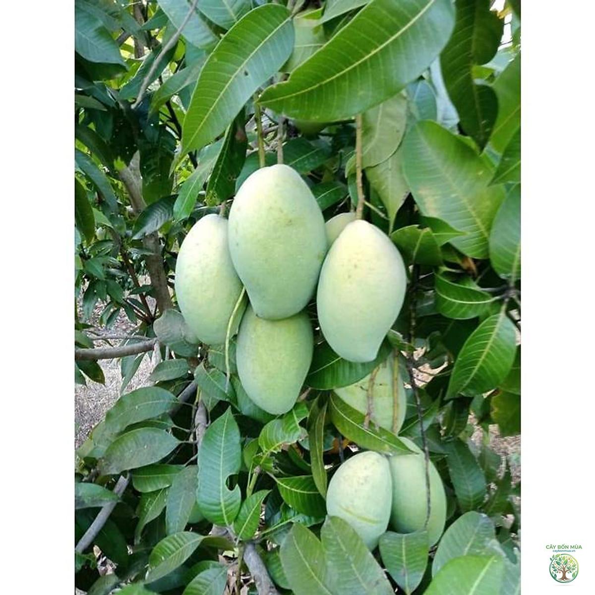 cây xoài keo - Image 1