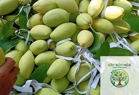 cây xoài keo Thái - Image 1