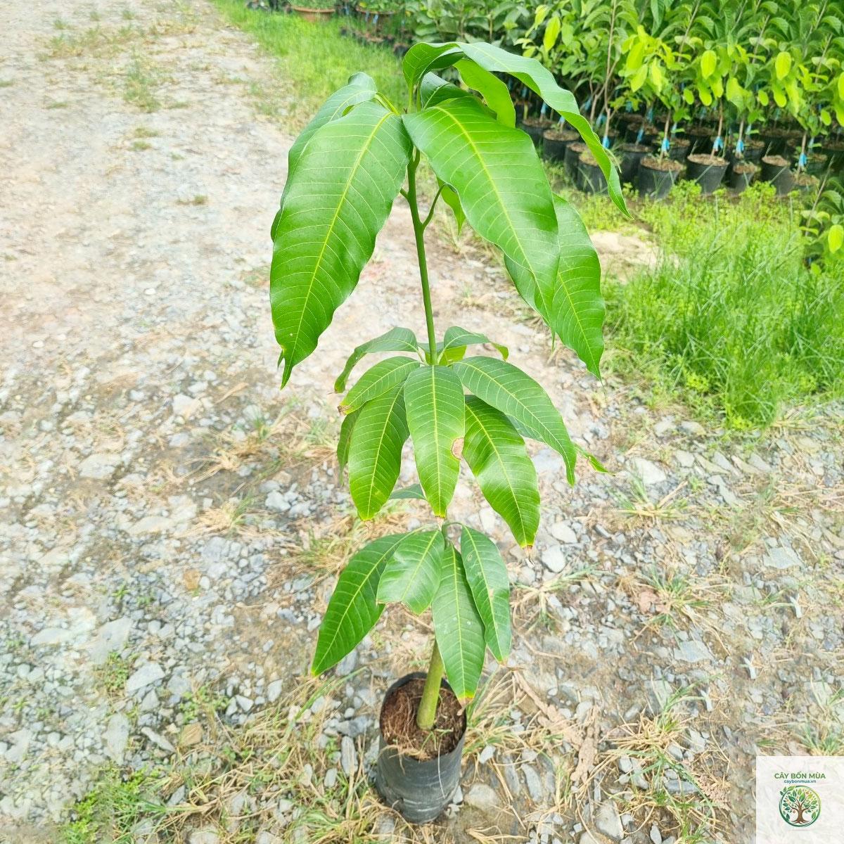 cây xoài keo Thái - Image 2