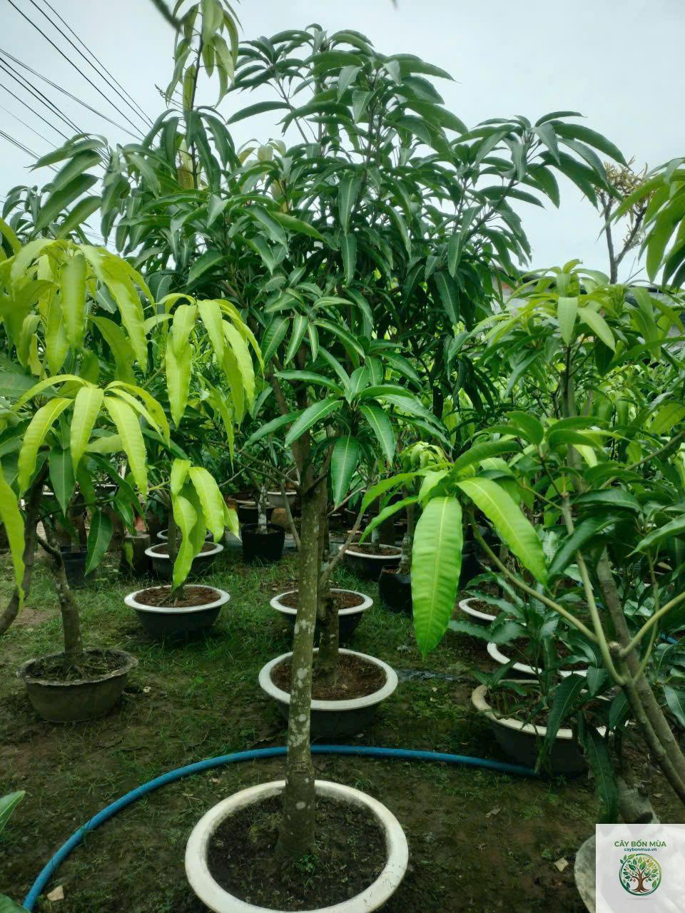 cây xoài tứ quý - Image 2