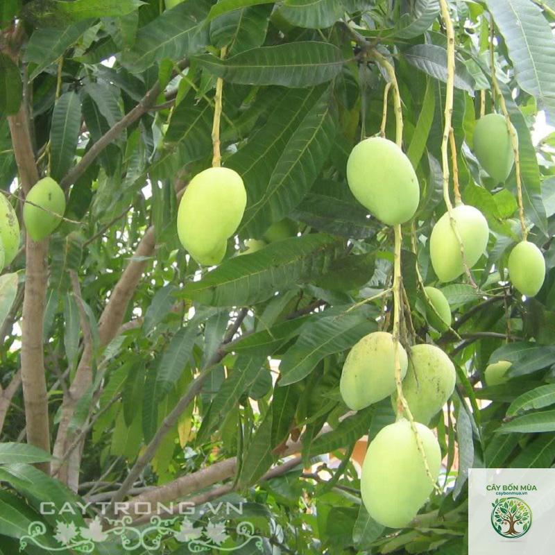 cây xoài tứ quý - Image 3
