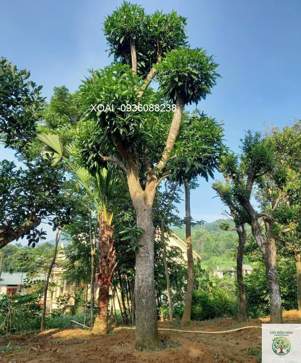 cây xoài tượng - Image 4