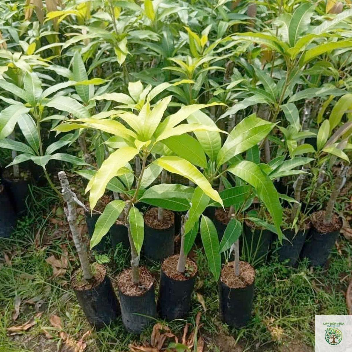 cây xoài tượng - Image 5