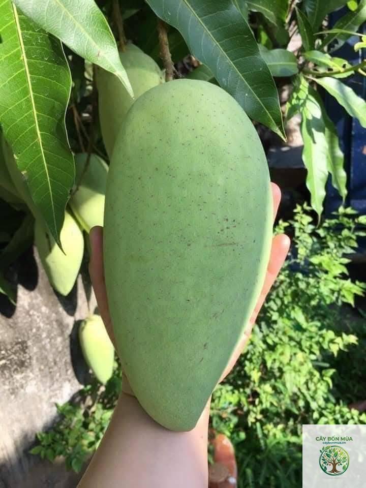 cây xoài tượng