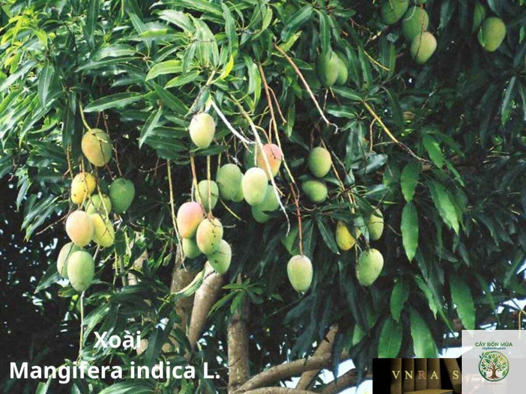 cây xoài xanh