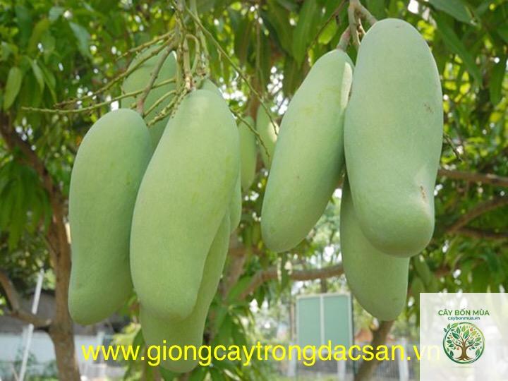 cây xoài xanh - Image 3