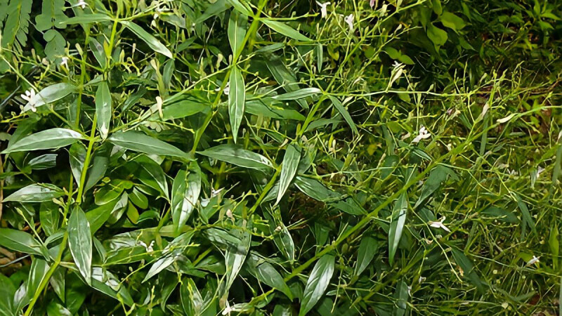 cây xuyên tâm liên - Image 4