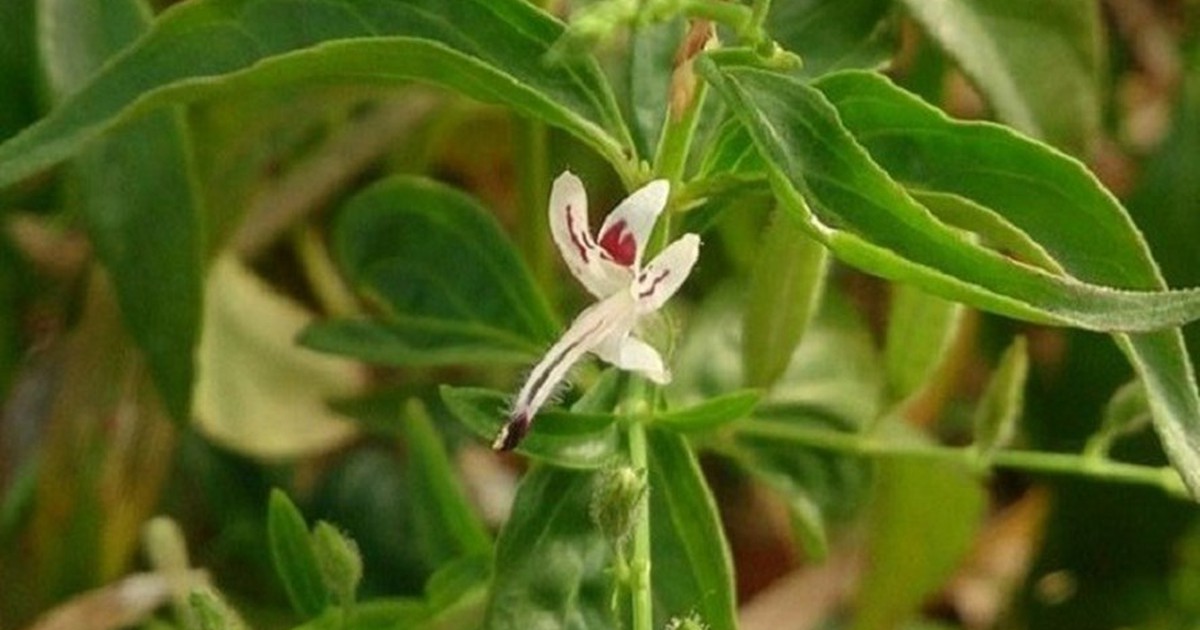 cây xuyên tâm liên - Image 5