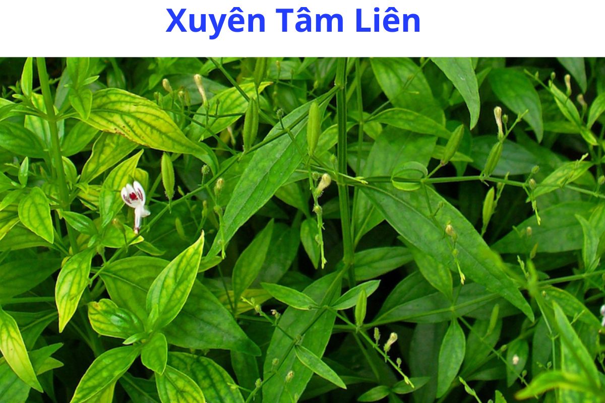cây xuyên tâm liên rừng - Image 3