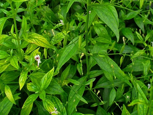 cây xuyên tâm liên rừng
