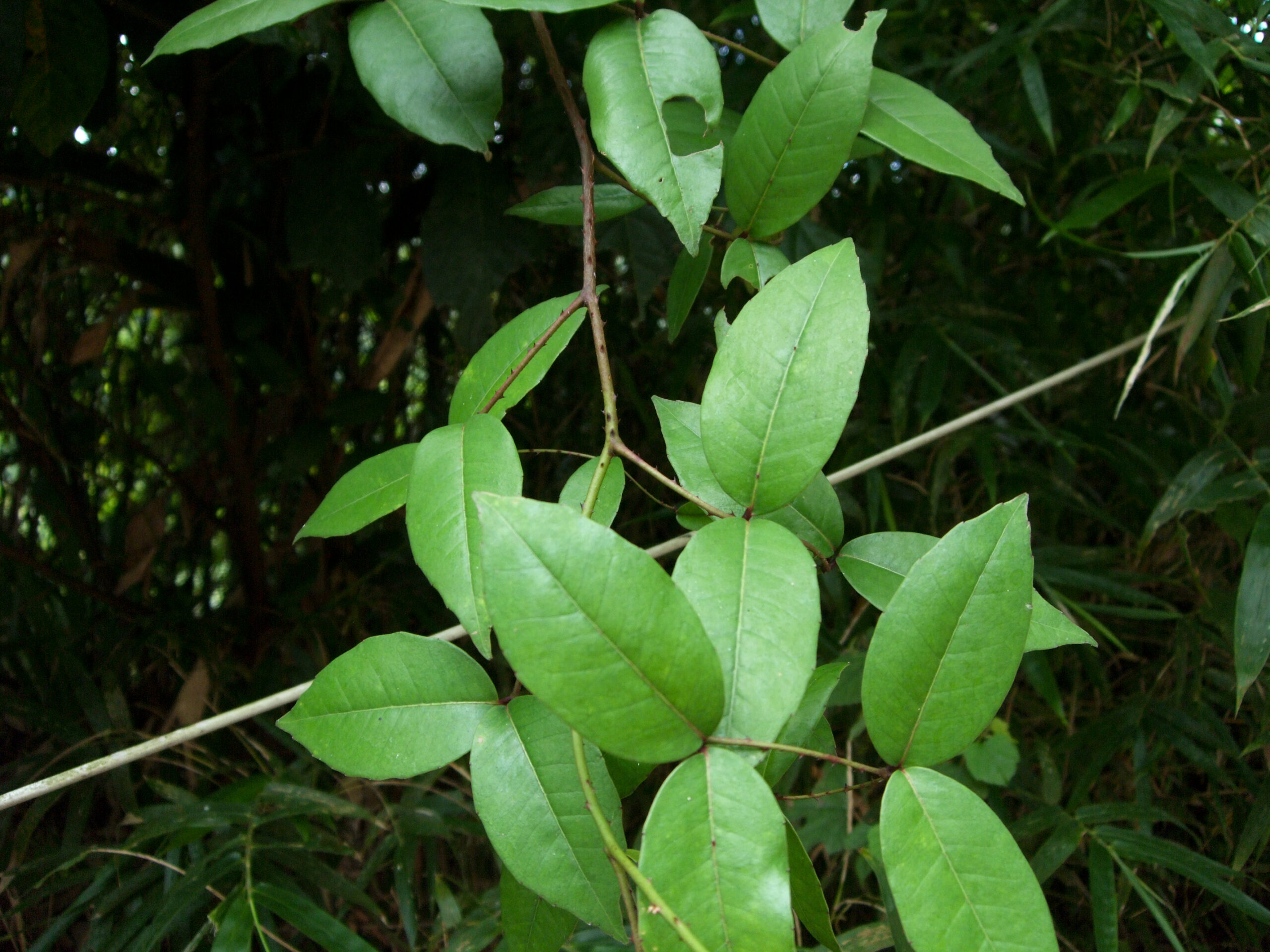 cây xuyên tiêu - Image 2