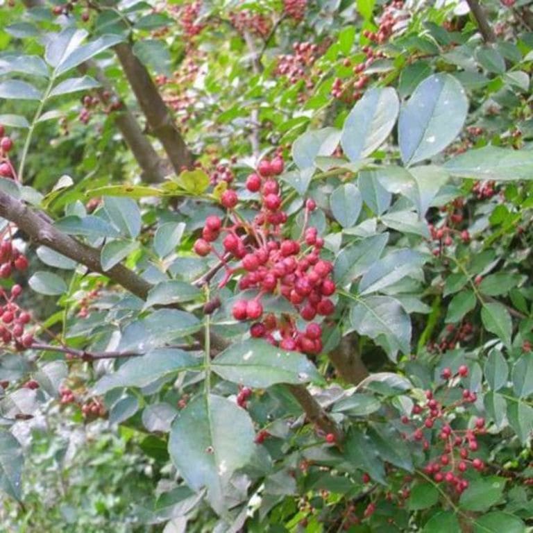 cây xuyên tiêu - Image 3